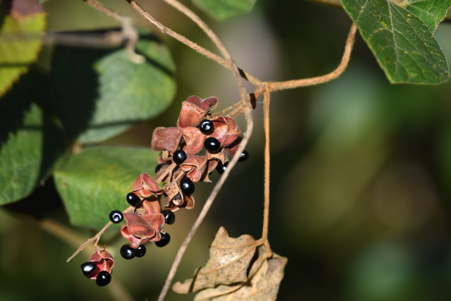 �^���L���}��