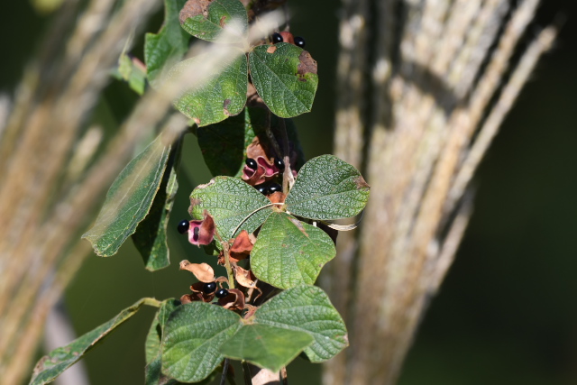 �^���L���}��