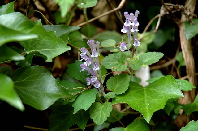 �^�c�i�~�\�E