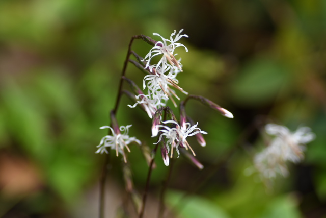 �e�C�V���E�\�E