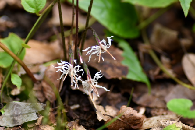 �e�C�V���E�\�E