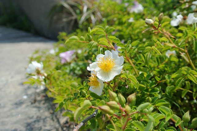 �e���n�m�C�o��