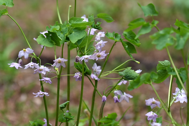 �g�K�N�V�V���E�}