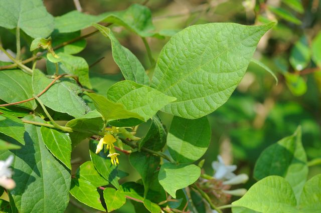 �g�L���}��