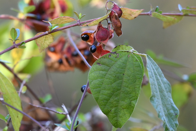 �g�L���}��