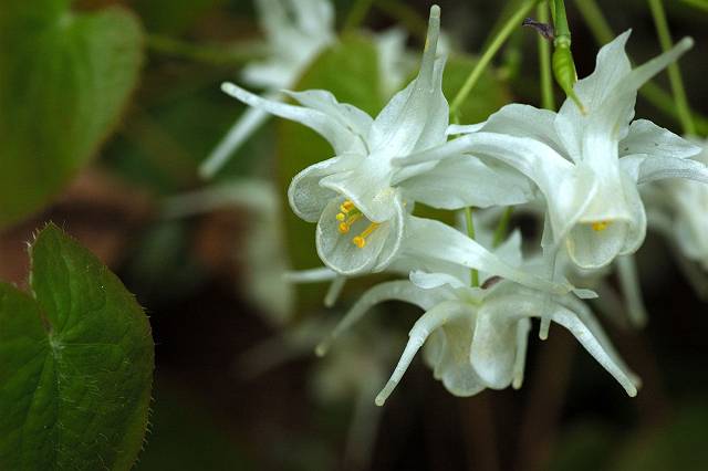 �g�L���C�J���\�E