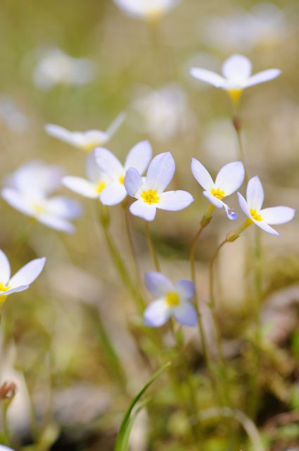 �g�L���i�Y�i