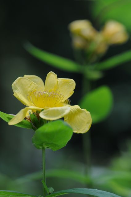 �g���G�\�E