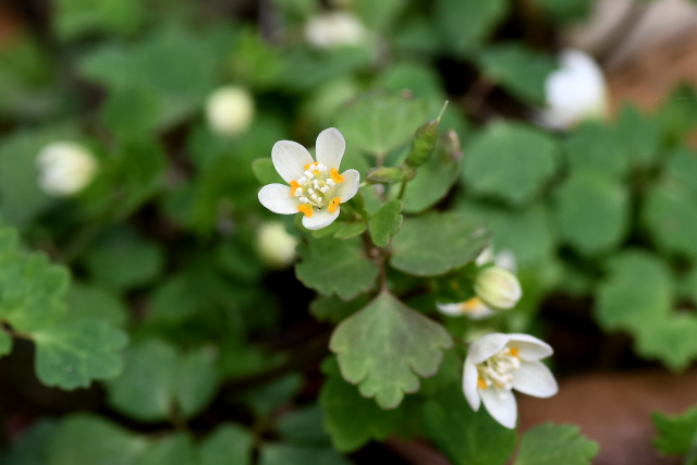 �g�E�S�N�T�o�m�I