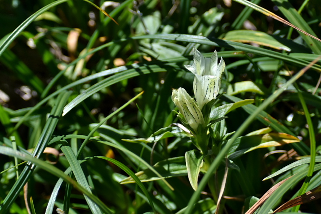 �g�E���N�����h�E