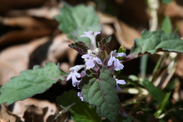 �c�N�o�L�������\�E