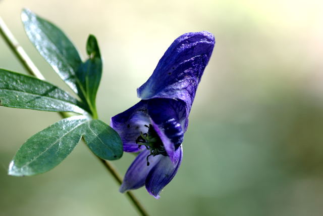 �c�N�o�g���J�u�g