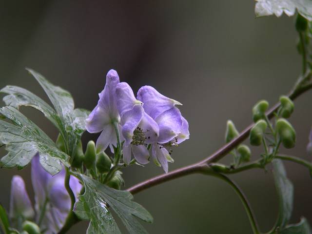 �c�N�o�g���J�u�g