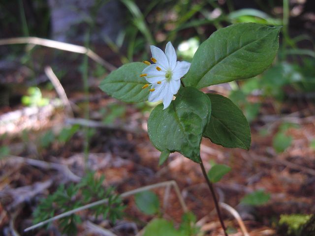 �c�}�g���\�E