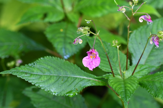 �c���t�l�\�E