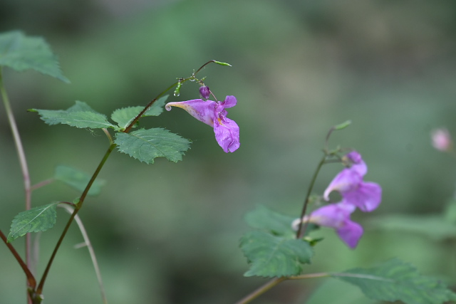 �c���t�l�\�E