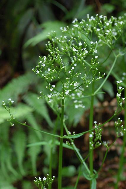 �c���J�m�R�\�E