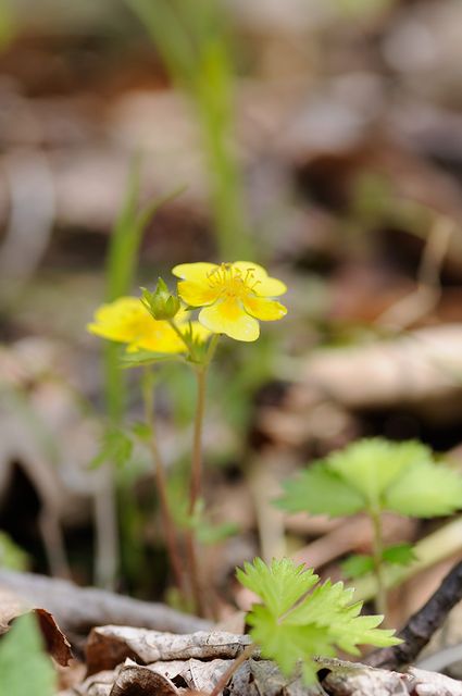 �c���L���o�C