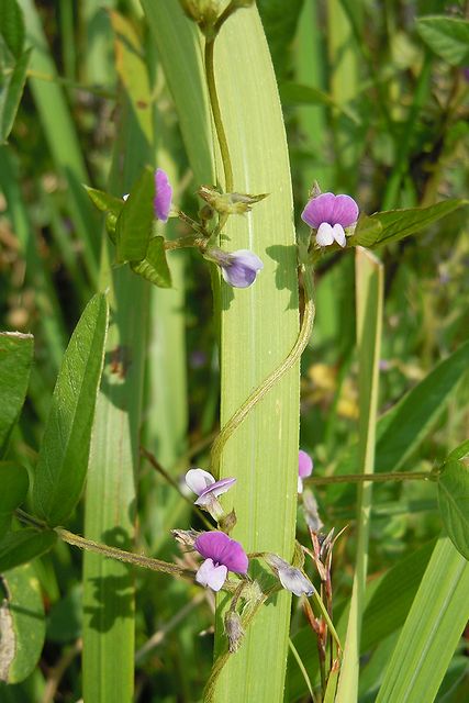 �c���}��