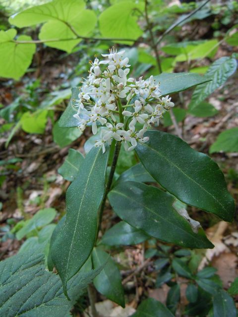 �c���V�L�~