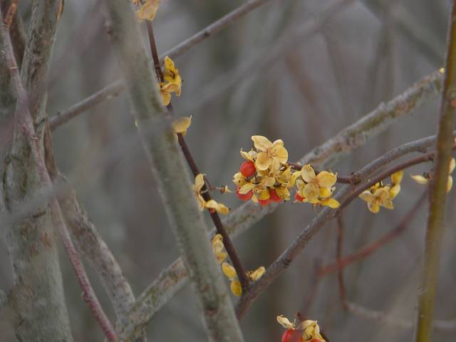 �c���E�����h�L