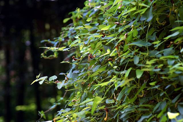 �E�}�m�X�Y�N�T