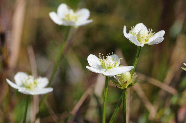 �E���o�`�\�E