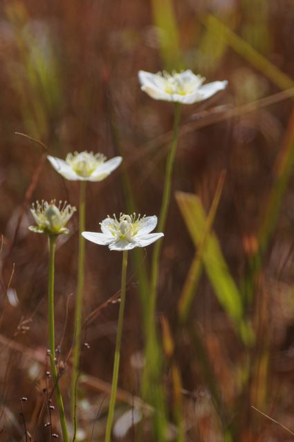 �E���o�`�\�E