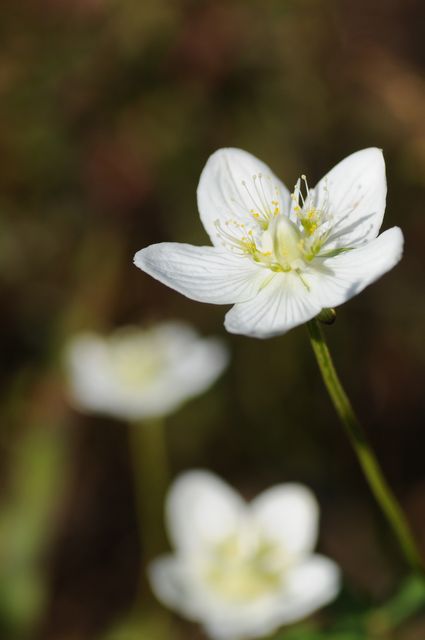 �E���o�`�\�E