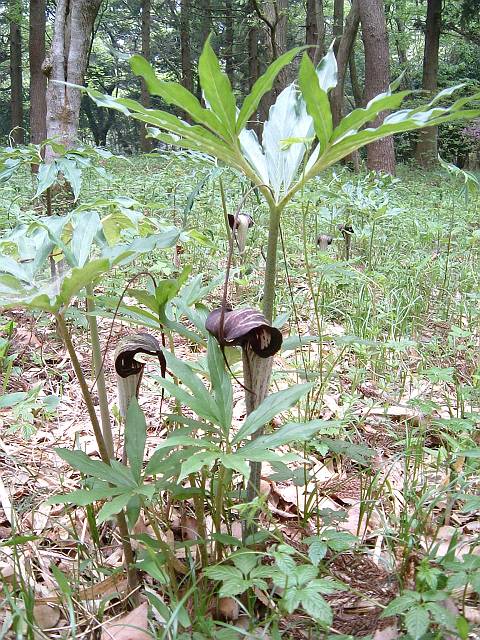 �E���V�}�\�E