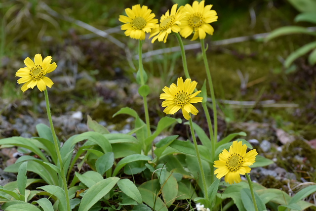 �E�T�M�\�E