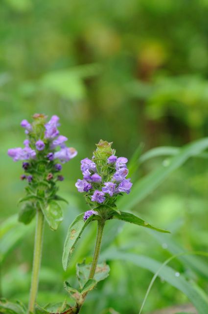 �E�c�{�O�T