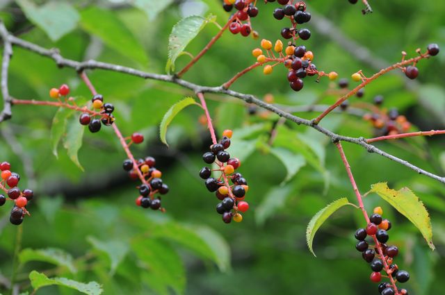 �E���~�Y�U�N��