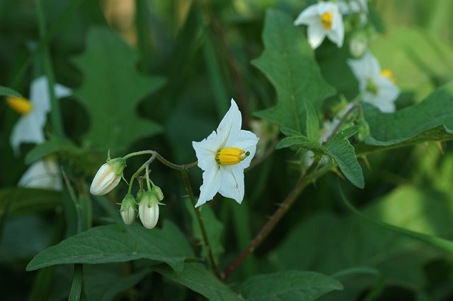 �����i�X�r