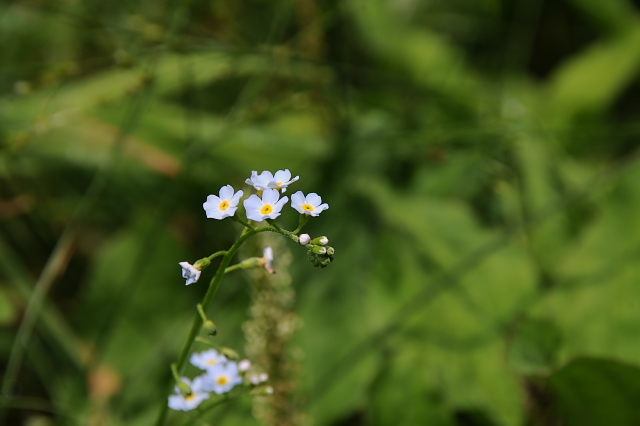 ���X���i�O�T