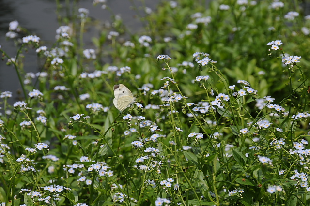 ���X���i�O�T