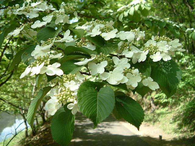 ���u�f�}��