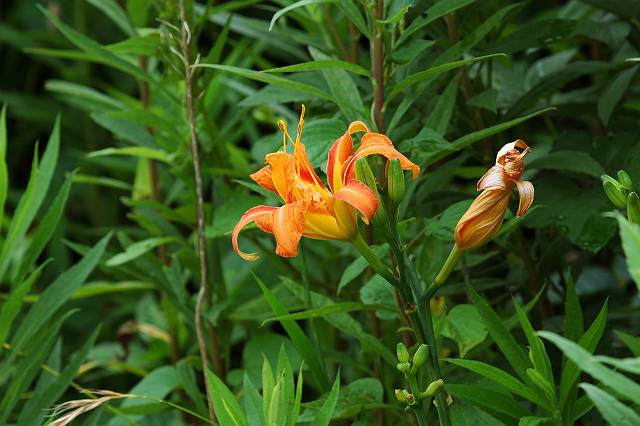 ���u�J���]�E