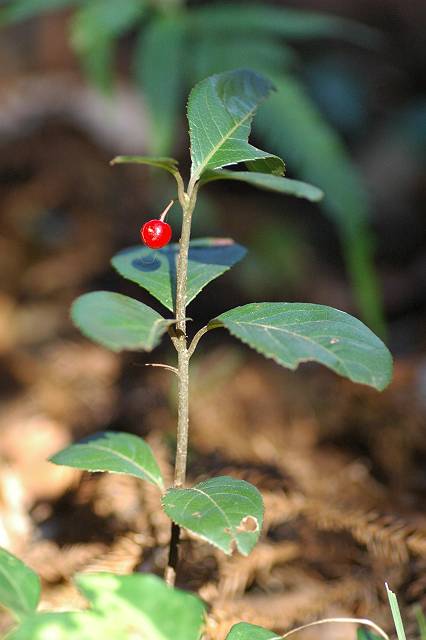 ���u�R�E�W