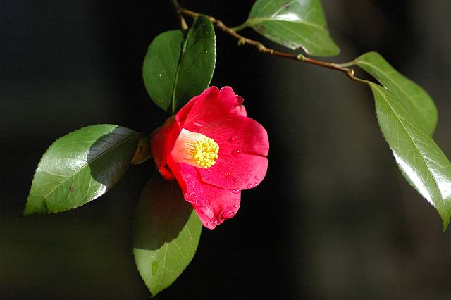 ���u�c�o�L