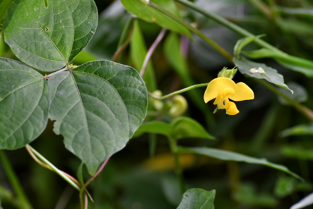 ���u�c���A�Y�L