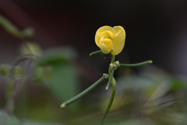 ���u�c���A�Y�L