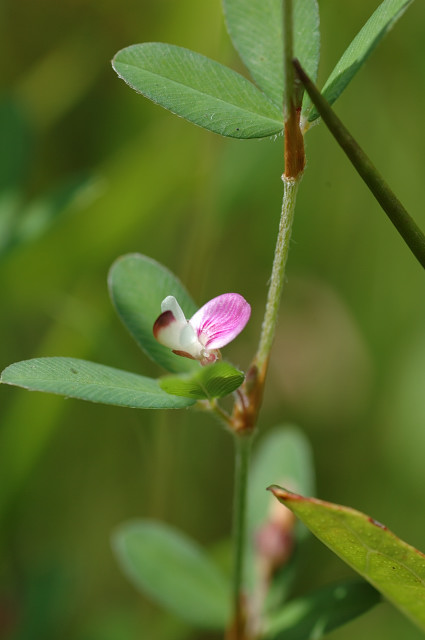 ���n�Y�\�E