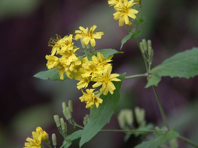 ���N�V�\�E