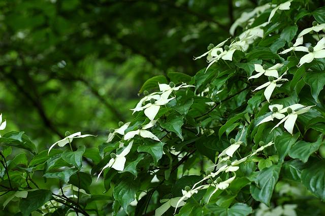 ���}�{�E�V