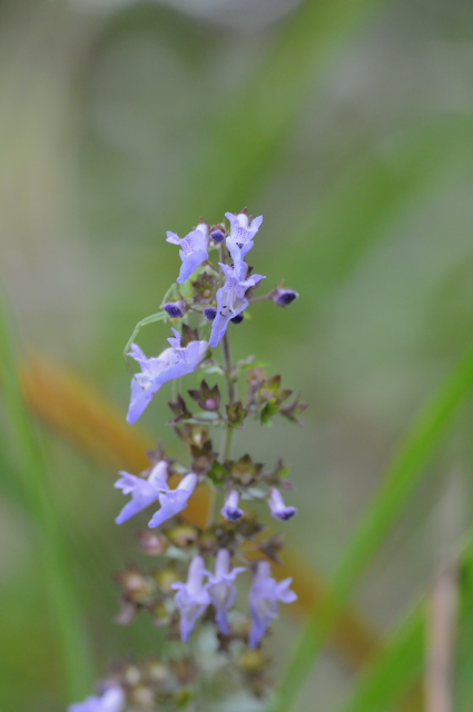 ���}�n�b�J