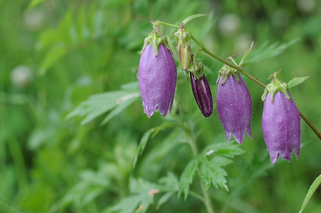 ���}�z�^���u�N��