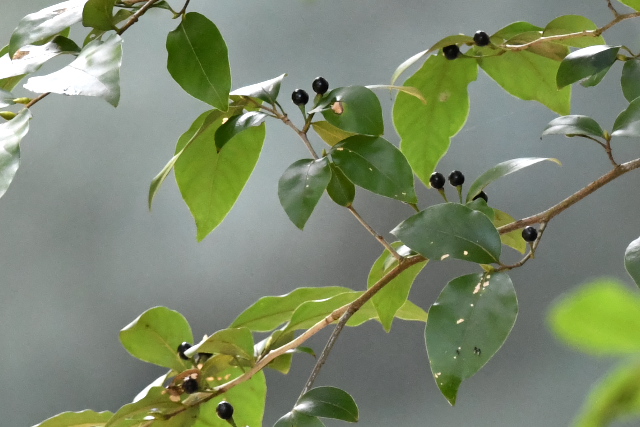 ���}�R�E�o�V