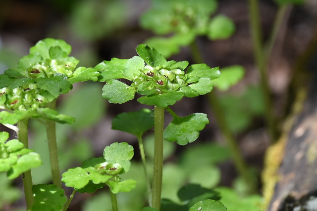 ���}�l�R�m���\�E