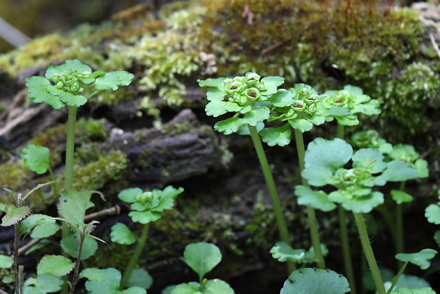 ���}�l�R�m���\�E